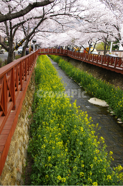 여좌천,봄,유채꽃,벚꽃,풍경,나무,진해,봄,계절,spring,season,plant,식물,flower,꽃,blossom