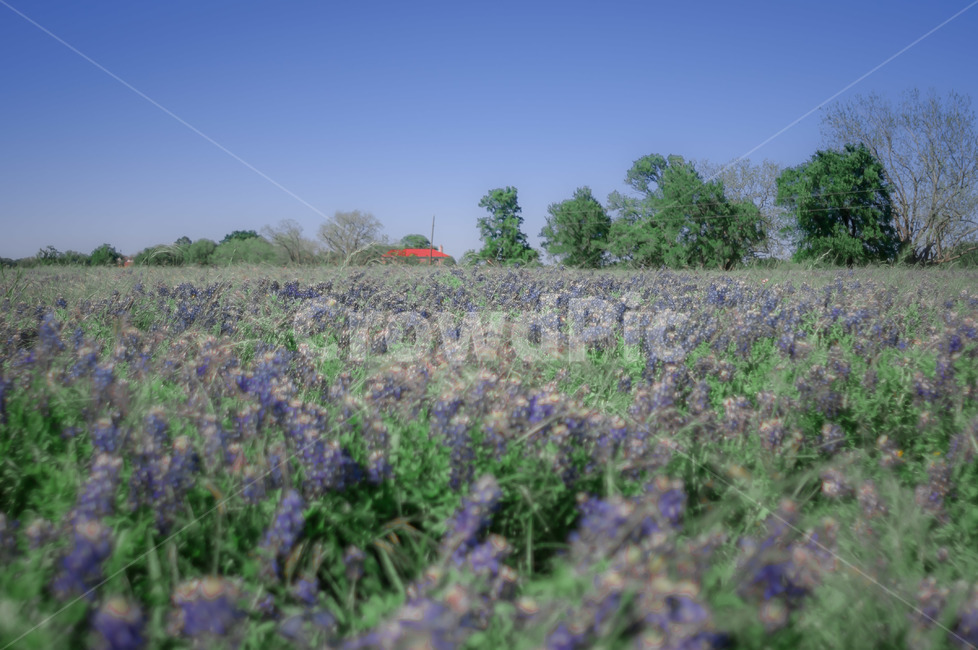 field,들,nature,자연,plant,식물,목초지,grassland,옥외,블루보넷,자연,풍경,nature,landscape