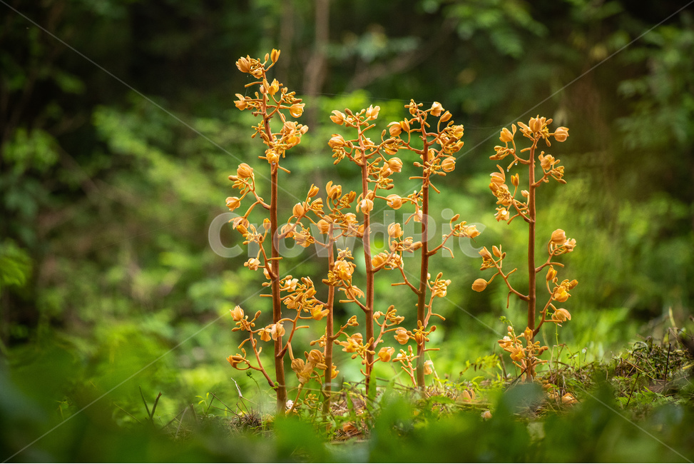 으름난초,beautiful,beauty,bright,closeup,color,environment,field,flower,forest,garden,grows,leaf,macro,meadow,mycelium,natural,summer,wild,wildflowers,yellow,background,식물,자연,plants,nature,꽃,flower