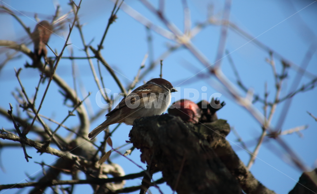 참새,새,sparrow,동물,bird,작은새,동물,animal,조류,새,birds