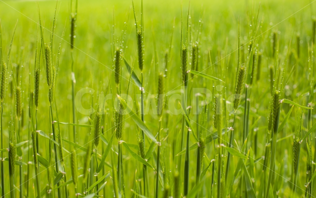 제주도,4월,청보리,봄비,이슬비,이슬,맺힘,식물,자연,plants,nature