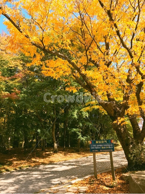 풍경,경주,단풍,가을,나무,자연,환경,불국사,단풍나무,가을,계절,fall,autumn,season,tree,plant,식물