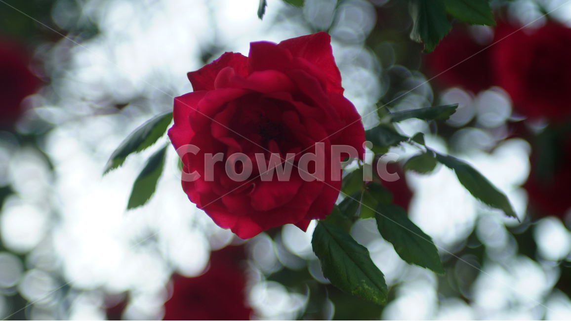 장미,꽃,분위기,빨간장미,따뜻함,redrose,flower,rose,red,mood,warm,color,colorful,natural,식물,자연,plants,nature,꽃,flower