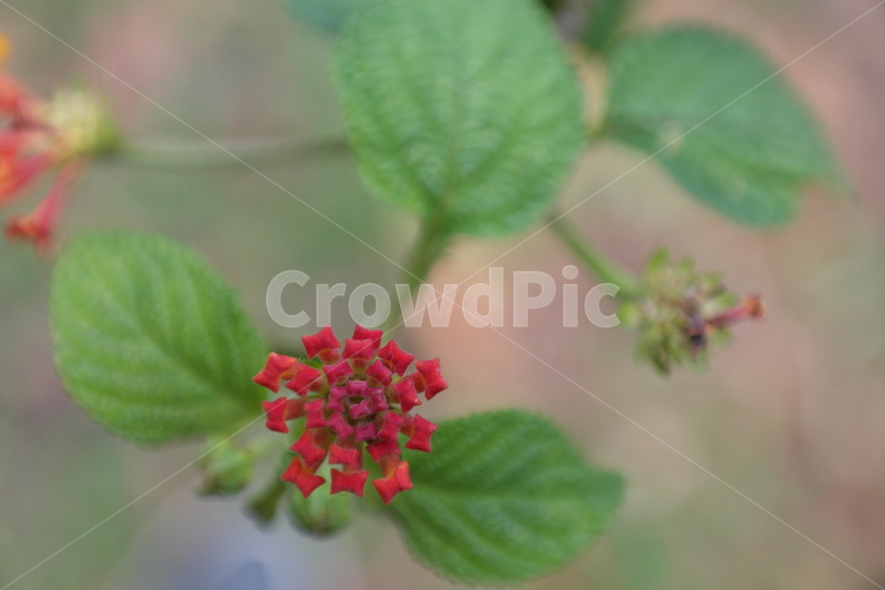 자연,꽃,접사,들꽃,식물,꽃봉오리,야생,여름,식물,자연,plants,nature,꽃,flower