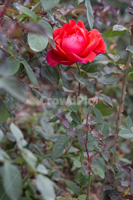 가을,blossom,plant,flower,꽃,식물,장미,rose,식물,자연,plants,nature,꽃,flower