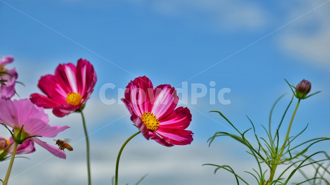 코스모스,가을,하늘,계절,자연,꿀벌,봉오리,꽃잎,plant,식물,pollen,식물,자연,plants,nature,꽃,flower