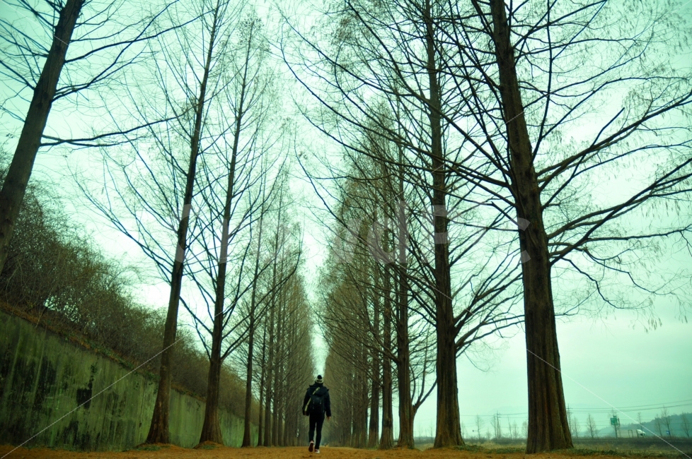 길,고독,겨울,걷는길,가는길,홀로,혼자,담양,메타세콰이어,가로수길,path,road,winter,walking,walk,trees,자연,풍경,nature,landscape,사람,인물,인간,human,person,고독함,외로움,쓸쓸함,우울함,슬픔,lonely,solitary,연출,컨셉,콘셉,direction,concept,plant,식물,tree,나무