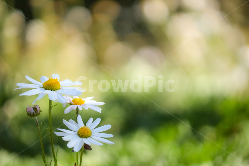 데이지,식물,flower,꽃,blossom,식물,자연,plants,nature,꽃,flower