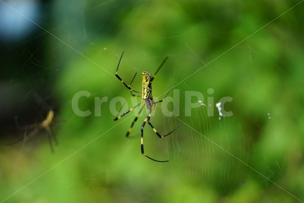 거미,거미줄,곤충,벌레,동물,식물,자연,줄기,여름,nature,animal,spider,summer,계절,season,감성,접사,macro,풍경,landscape,동물,animal,곤충,벌레,insect,bug