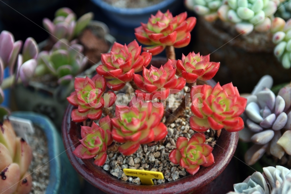 다육이,다육,다육식물,화분,식물,화초,배경,자연,plants,취미,그린,환경,키우기,아름다운,화려한,생명,생활,background,식물,자연,plants,nature