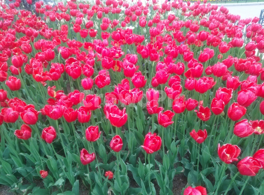 튤립,봄,꽃,flower,식물