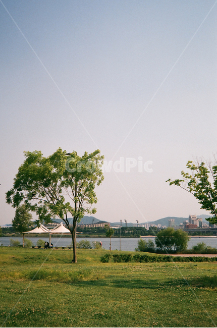 한강,한강공원,공원,여름,피크닉,나들이,나무,잔디,식물,tree,plant,grass