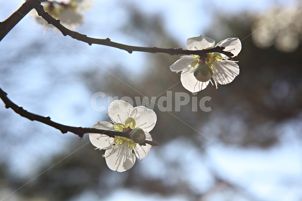 매화곷,매화,꽃,꽃잎,봄꽃,봄,식물,자연,공원,식물,자연,plants,nature,꽃,flower