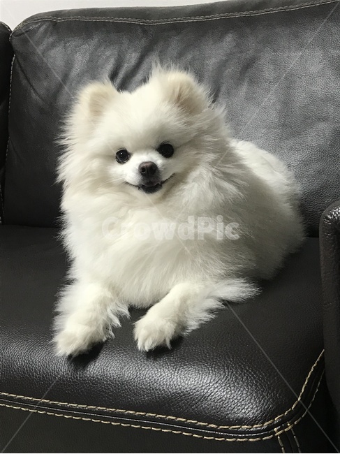 웃음,귀여움,화이트포메라니안,솜뭉치,애교