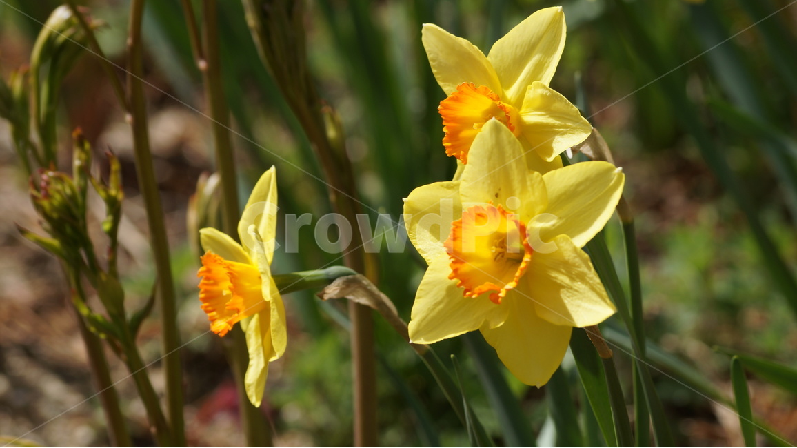 꽃,봄꽃,자연,풍경,수선화,봄,계절,spring,season,식물,자연,plants,nature,꽃,flower,plant,blossom,daffodil