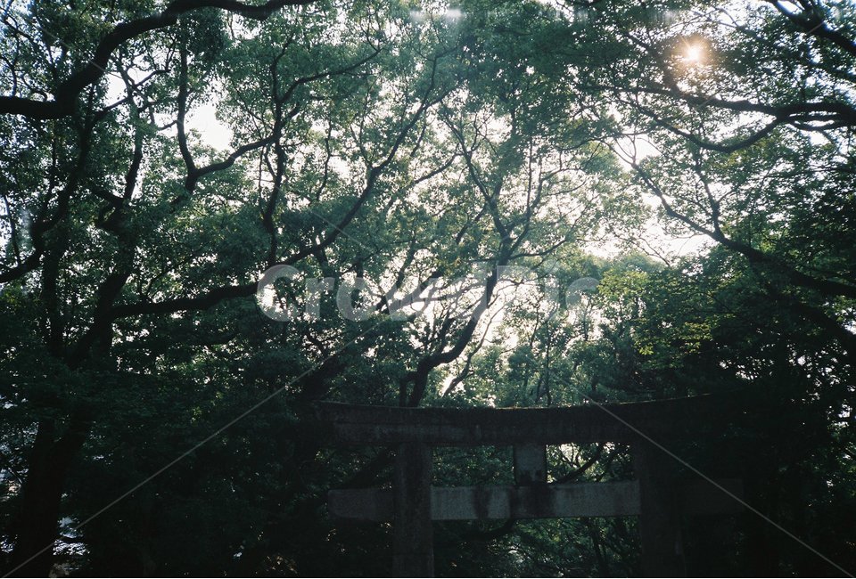 신사,필름,자연,풍경,숲,공원,여름,해외,외국,세계,foreign,oversea,world,종교,신앙,religion,belief,faith,휴식,힐링,rest,relaxation,healing,건축물,건물외관,exterior,building,structure,architecture,construction