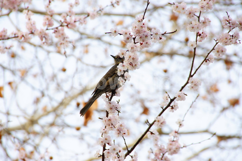 봄,새,조류,나무,휴식,동물,animal,조류,새,birds