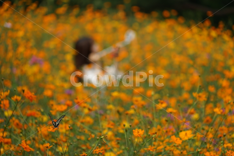 식물,꽃,꽃밭,나비,실루엣,plant,flower