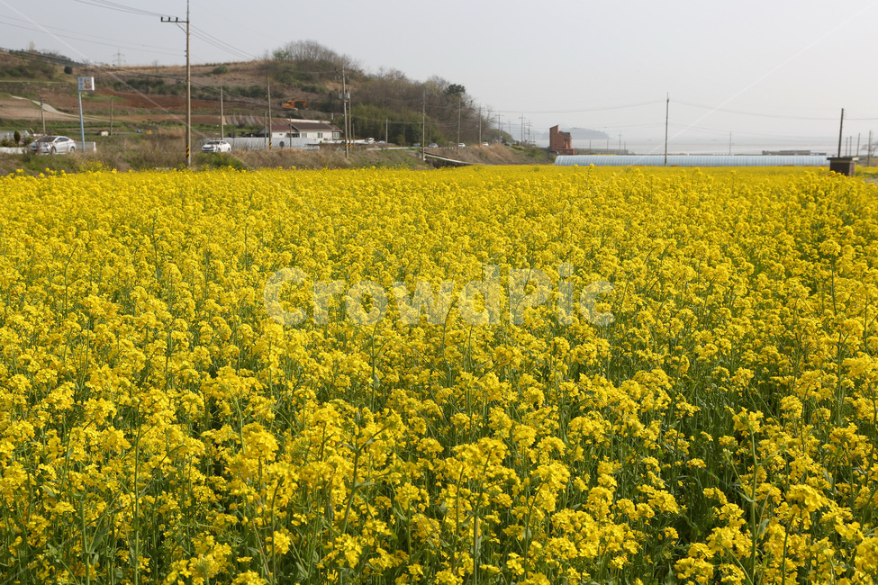 풍경,유채꽃,봄,노란색,남녘의봄,봄,계절,spring,season,자연,풍경,nature,landscape,시골,마을,country,rural,town,field,들,grassland,목초지,outdoors,옥외,meadow,farm,농장,농촌