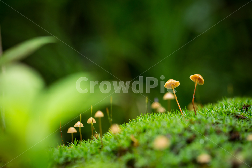 버섯,애기낙엽버섯,삿갓버섯,귀여움,귀여운,mushroom,초록,green,한국버섯,koreanmushroom,버섯,mushroom