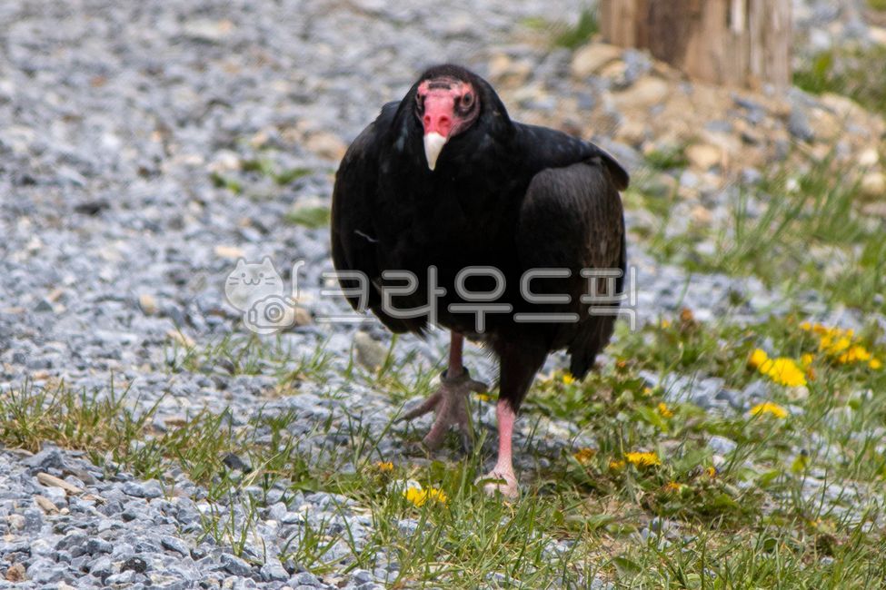 turkyvulture,터키콘도르,칠면조독수리,독수리,eagle,자연,nature,bird,새