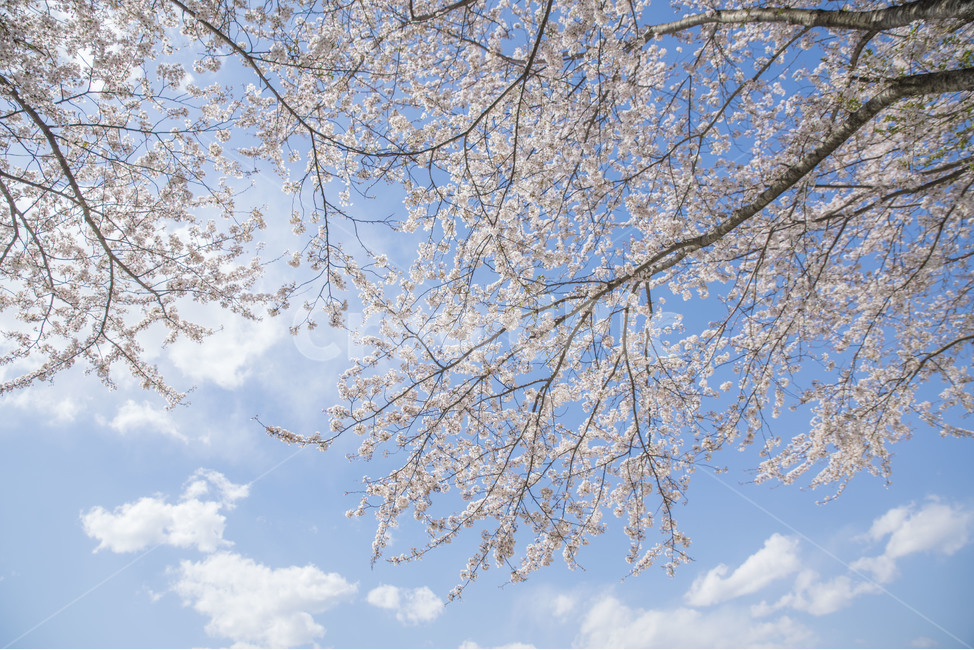 봄,봄꽃,꽃,벚꽃,하늘,봄,계절,spring,season,식물,자연,plants,nature,꽃,flower,tree,나무,plant