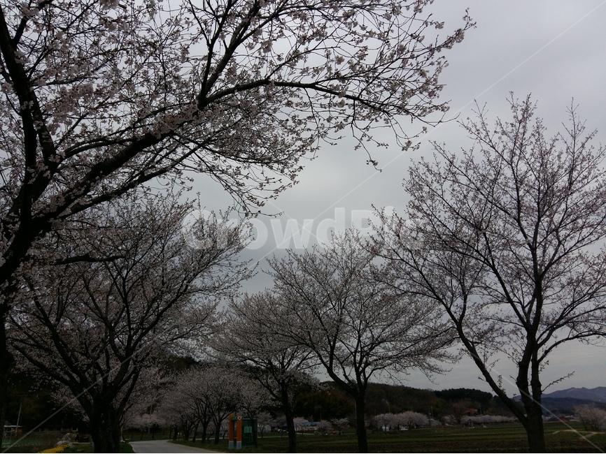 벚꽃길,봄,풍경,흐림,벚꽃,봄,계절,spring,season,자연,풍경,nature,landscape,한국자연풍경,한국자연경관,korea nature landscape,식물,plants,나무,trees,wood,tree,plant,tree trunk,나무 줄기