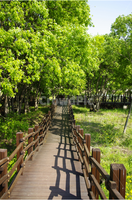 나무,풍경,풍광,초록,자연,나무길,길,color,숲,자연,풍경,nature,landscape,garden,정원,outdoors,옥외,arbour,정자