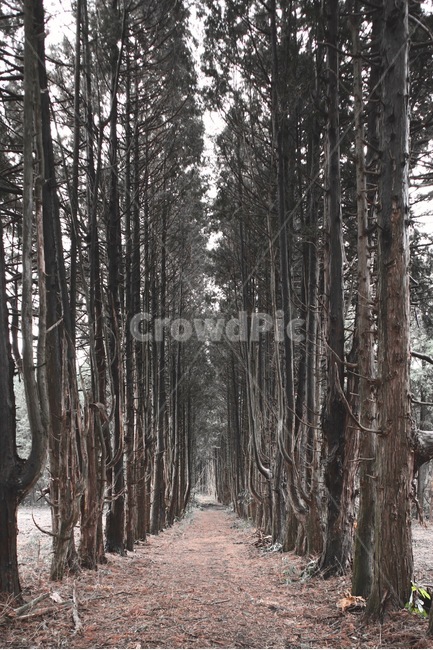 안돌오름,제주도,숲길,산책로,나무길,plant,식물,tree,나무