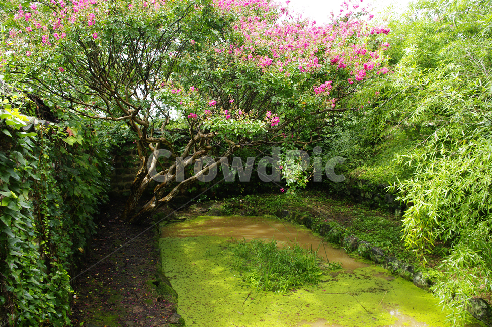 식물,plant,꽃,flower,배롱나무,연못,자연,풍경,nature,landscape,garden,정원,outdoors,옥외,arbour,정자