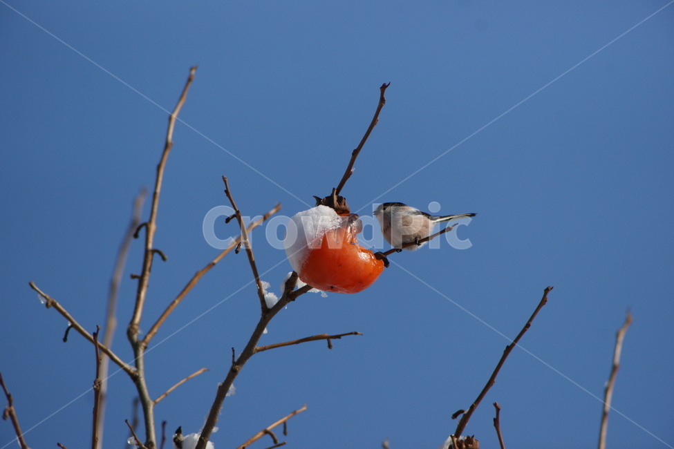 감,참새,홍시,푸른하늘,새,겨울,계절,winter,season,동물,animal,조류,새,birds