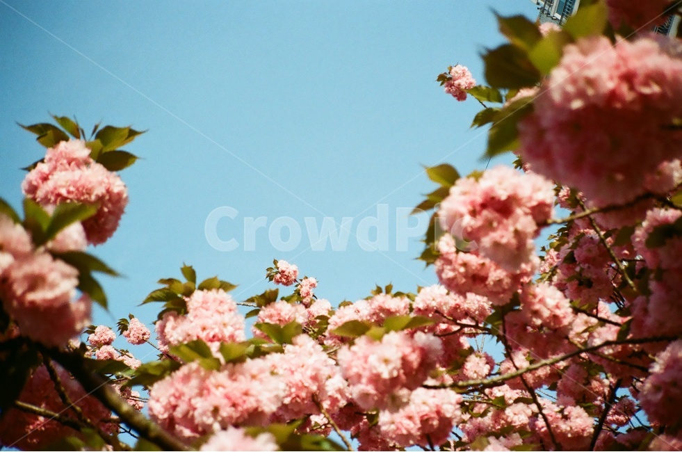 식물,하늘,꽃,겹벚꽃,분홍,식물,자연,plants,nature,꽃,flower,감성,sensible,feeling