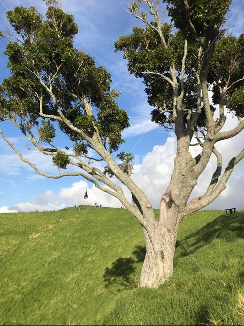 식물,나무,나무줄기,잔디,하늘,plant,tree,treetrunk,식물,자연,plants,nature,나무,trees,wood