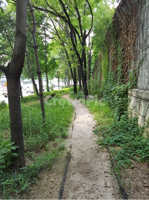 길,나무,가로수,흙,산책,구리시,담벼락,길가,덩굴,자연,숲