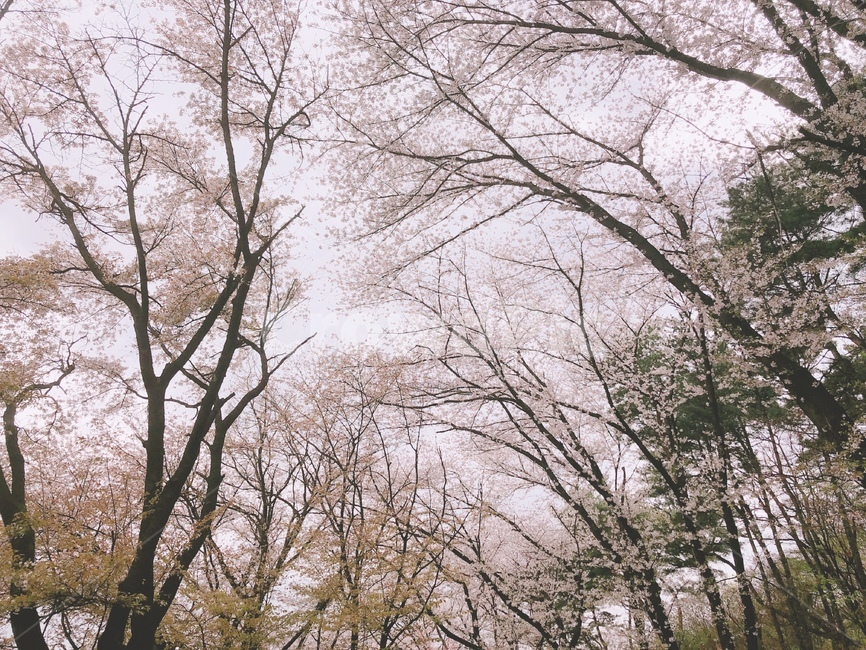 벚꽃,분홍,나무,자연,봄,봄,계절,spring,season,자연,풍경,nature,landscape,식물,plants,나무,trees,wood,plant,tree