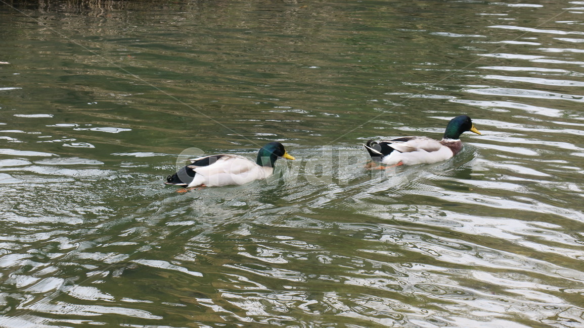 동물,bird,새,청둥오리,오리,동물,animal,조류,새,birds