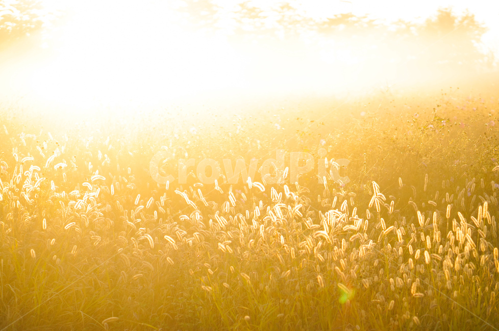 빛,아침,개망초,풍경,자연,light,flare,플레어,sunlight,햇빛