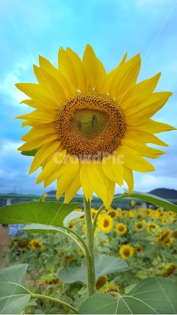 꽃,해바라기,자연,flower,sunflower,가을,꽃밭,꽃놀이,파란하늘
