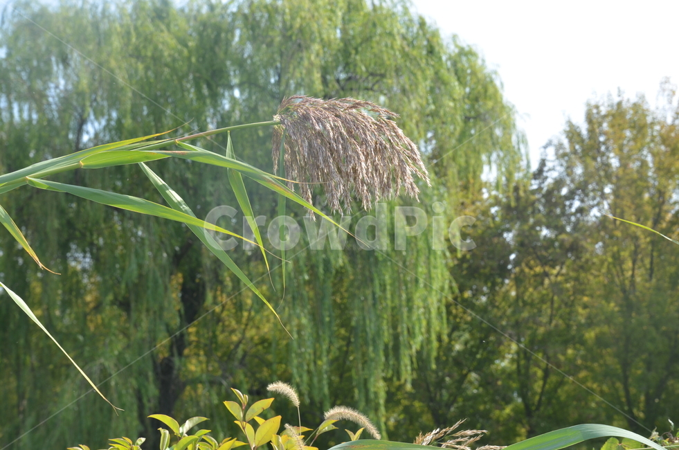 풀,갈대,벼,나무,식물,녹색,숲,산,초록색,초록,식물,자연,plants,nature