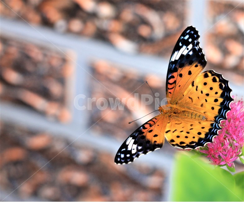 꽃,나비,가을,곤충,butterfly,식물,자연,plants,nature,꽃,flower,곤충,벌레,insect,bug