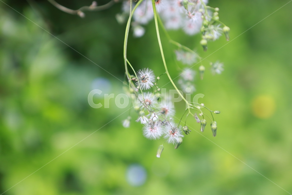 풀,풀꽃,감성,초록,green,자연,식물,식물,자연,plants,nature,꽃,flower