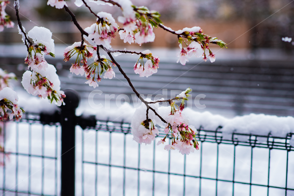 벚꽃,봄,겨울,눈,눈꽃,이상기온,풍경,식물,plant,flower,snow,cherryblossom,bossom,winter,spring