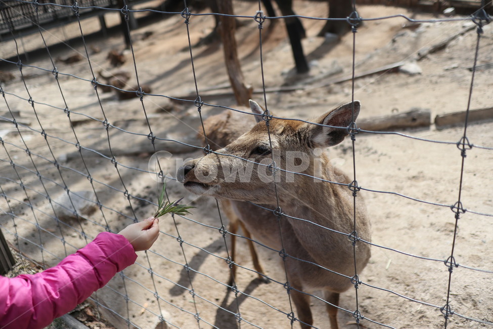 사슴,먹이,동물,공원,풀,동물,animal,포유류,mammal