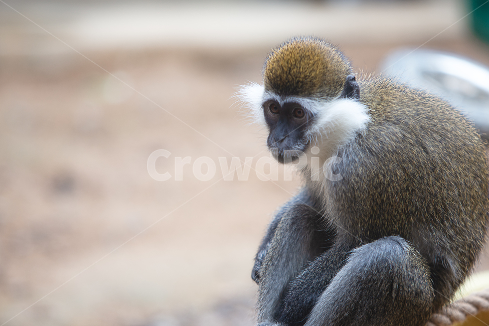 animal,monkey,wildlife,야생생물,mammal,동물,원숭이,동물원,우리,1마리,한마리,포유류,영장류,몽키,유인원,동물,animal,포유류,mammal