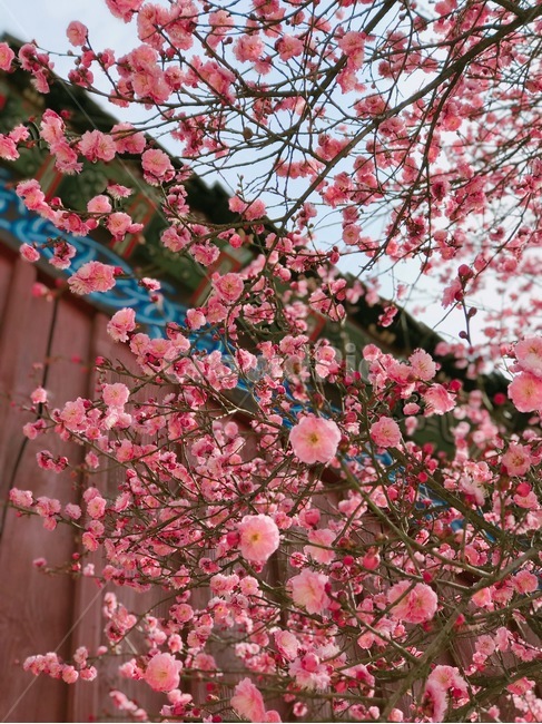 꽃,홍매화,한옥,나무,처마,봄,계절,spring,season,한국전통,한국문화,korean,식물,자연,nature,flower,봄,계절,spring,season,식물,자연,plants,nature,꽃,flower,plant,blossom