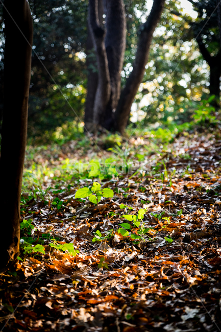 풍경,감성,식물,자연,초록,자연,풍경,nature,landscape,ground,바닥