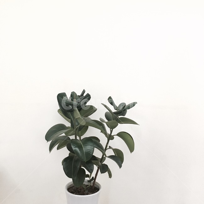 plant,식물,tree,나무,잎,실내용화초,화분,화초,house plant