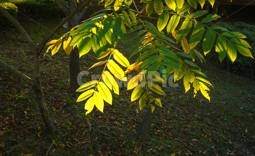 단풍,나무잎,잎새,가을,식물,감성,자연,식물,자연,plants,nature
