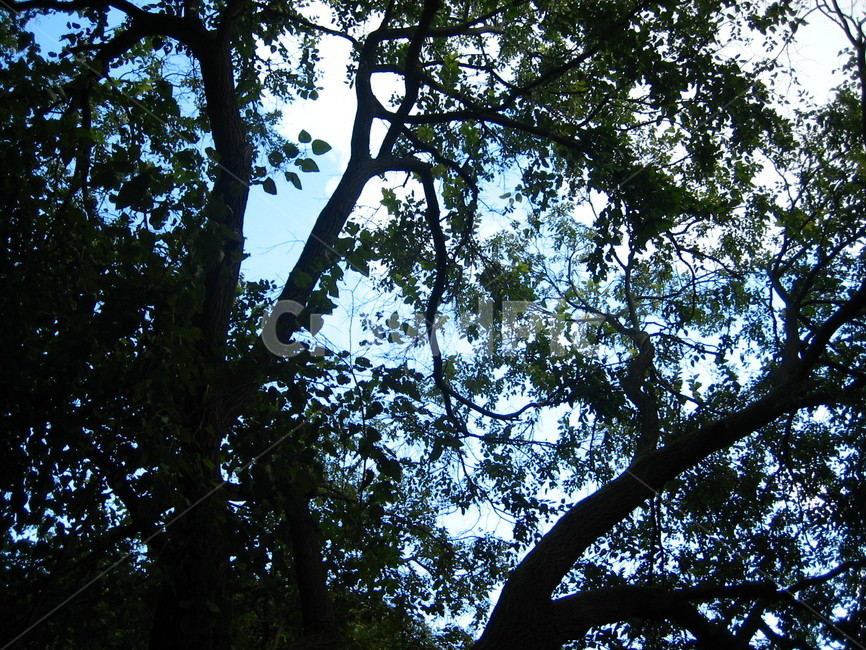 plant,식물,tree,나무,treetrunk,나무줄기