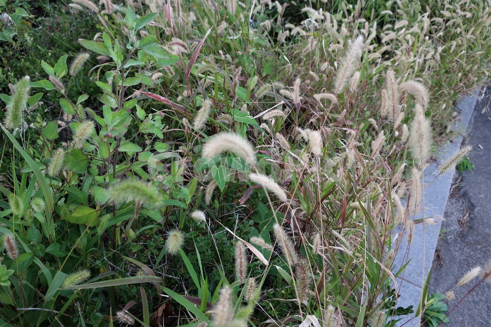 가을,강아지풀,자연,야생,들풀,식물,풀밭,풍경,야생풀,들판,식물,자연,plants,nature
